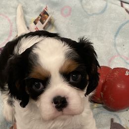 Cavalier King Charles Spaniel Puppies from Ridgefield Cavaliers