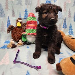 Purple collar - Sable female German Shepherd puppy in Ramsey, Illinois from Haus-Farr German Shepherds