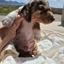 Dachshund Puppies from The Dachshund Den