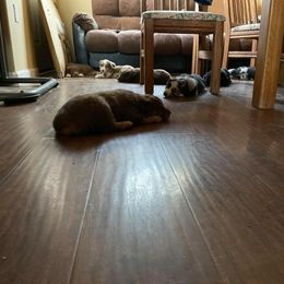 Australian Shepherd Puppies from Roosters Brand of Aussies