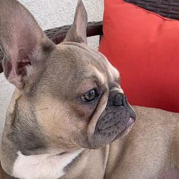 French Bulldogs from Besters Frenchies