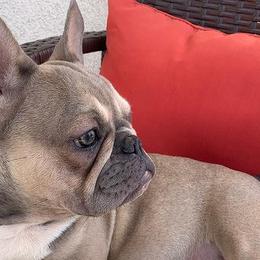 French Bulldogs from Besters Frenchies