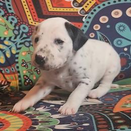 Dalmatian Puppies from Samba Flavors