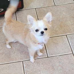 Minae - Fawn Chihuahua puppy in Muskegon, Michigan from JoLi Chihuahuas