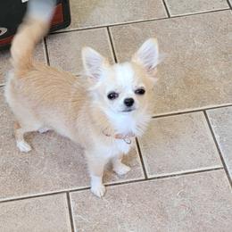 Minae - Fawn Chihuahua puppy in Muskegon, Michigan from JoLi Chihuahuas