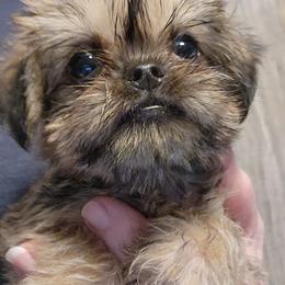 Toby - Belge male Brussels Griffon puppy in Nc, Florida from Brusseluv2