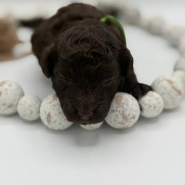 Snickers - Brown male Poodle puppy in Southampton, New Jersey from Lavishly Loved Pets LLC