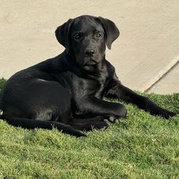 Black boy - Black male Labrador Retriever puppy in Big River, California from Cozy Acres Farm Labradors