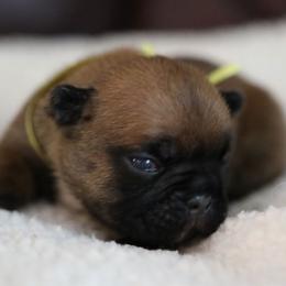 Yellow Collar - Fawn and white female French Bulldog puppy in Wichita, Kansas from Phantasticus French Bulldogs