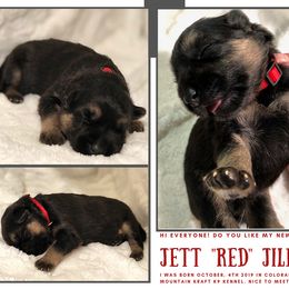 German Shepherd Puppies from Mountain Kraft K9 Kennel