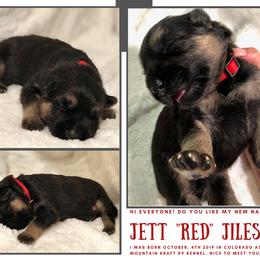 German Shepherd Puppies from Mountain Kraft K9 Kennel