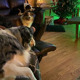 Australian Shepherd Puppies from Aussome Aussies