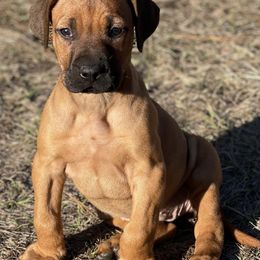 Rhodesian Ridgebacks from Kimba’s Pride Rhodesian Ridgebacks