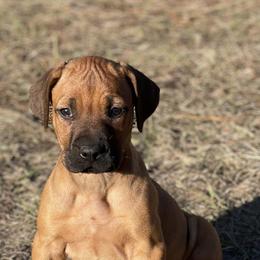 Rhodesian Ridgebacks from Kimba’s Pride Rhodesian Ridgebacks