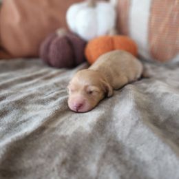 Baby girl - Cream female Dachshund puppy in Lindsay, California from Lewis Creek Dachshunds