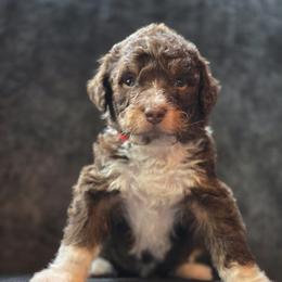 Australian Mountain Doodle Puppies from Tulsa Australian Moutain Doodles