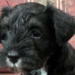 Miniature Schnauzers from Oksana miniature schnauzer