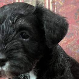 Miniature Schnauzers from Oksana miniature schnauzer