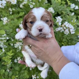 Cavalier King Charles Spaniel puppies from Montpelier Cavaliers