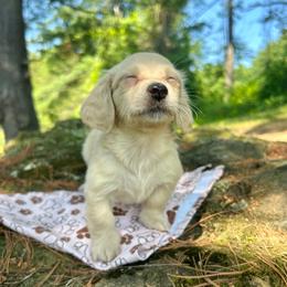 Cedar - Cream male Dachshund puppy in Coeymans Hollow, New York from Dachshunds of the Hollow