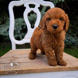 Rosie - Red  female Goldendoodle puppy in Ashton, Idaho from Kerr Kanine Ranch