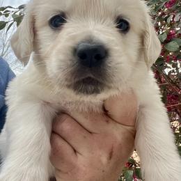 White - Light golden male Golden Retriever puppy in Jesup, Georgia from Painted Platinum Retrievers (Painted Platinum Kennel) PPK