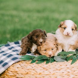 Aussiedoodle and Poodle Puppies from Out West Doodles