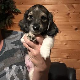 Boy 1 - Piebald male Dachshund puppy in Cheyenne, Wyoming from Great Basin Hounds