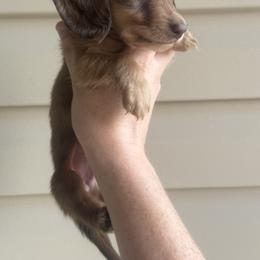 Espresso limited AKC - Chocolate and cream male Dachshund puppy in Bartlesville, Oklahoma from Kippers Keepsake Dachshunds
