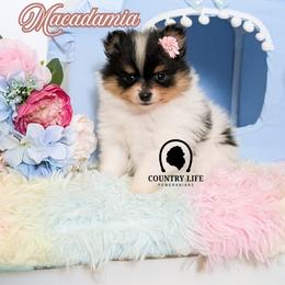 Macadamia - Black and tan parti female Pomeranian puppy in Idaho Falls, Idaho from Country Life Pomeranians