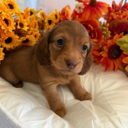 Honor - Chocolate and tan female Dachshund puppy in Loganville, Georgia from Royal Dackel Haus