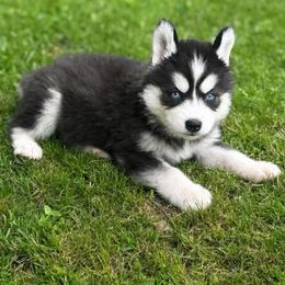 Lumi - Black and white female Siberian Husky puppy in London, Ohio from Rose Trail Siberian’s