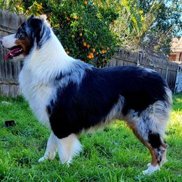 Australian Shepherds from Midnight Coven Aussies