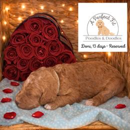 Demi - Apricot female Goldendoodle puppy in Lake Charles, Louisiana from Perfect Fit Poodles & Doodles