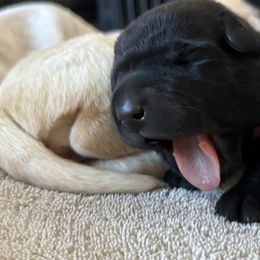 Labrador Retriever Puppies from Front Range Labradors LLC
