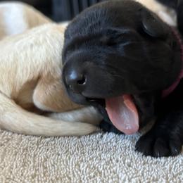 Labrador Retriever Puppies from Front Range Labradors LLC