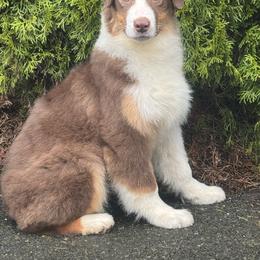 Thumper - Red tri-color female Australian Shepherd puppy in Chehalis, Washington from Wandering Acres Ranch