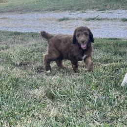 Poodle Puppies from Legacy Farms Standard Poodles