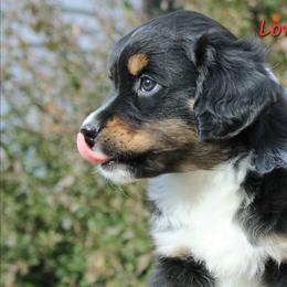 Noel BTM2 - male Miniature American Shepherd puppy in Elgin, Oregon from LongMile Aussies