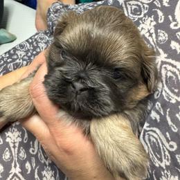 Lavender Lovely - Lilac female Shih Tzu puppy in Fletcher, North Carolina from Shihtzu_NC