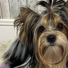 Chinese Cresteds and Yorkshire Terriers from FronkLinn Kennel