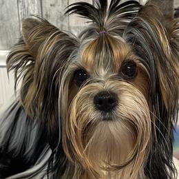 Chinese Cresteds and Yorkshire Terriers from FronkLinn Kennel