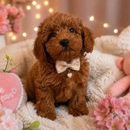Ace - Red  male Poodle puppy in Prairie Grove, Arkansas from Loves Toy Poodles