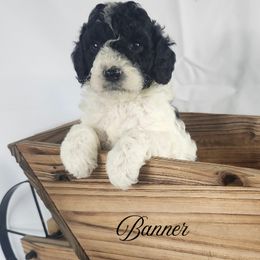 Cockapoo, Goldendoodle, and Poodle Puppies from Lavender poodles & doodles