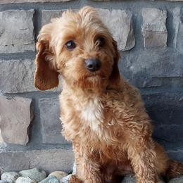 Mila - Goldendoodle