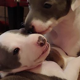Italian Greyhound Puppies from Alura Italian Greyhounds