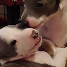 Italian Greyhound Puppies from Alura Italian Greyhounds