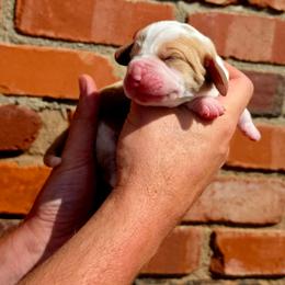 Sevier - Red and white male Basset Hound puppy in Bellaire, Ohio from Blessed Bassets