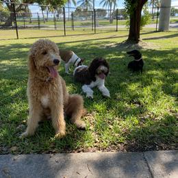 Baci - Goldendoodle