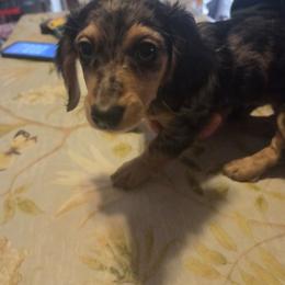 Pepples - Dapple female Dachshund puppy in Williamstown, New Jersey from Jersey's Blue Moon Doxies